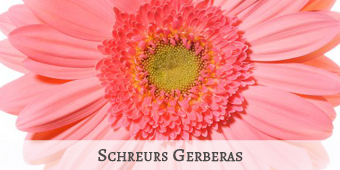 Schreurs-Gerberas
